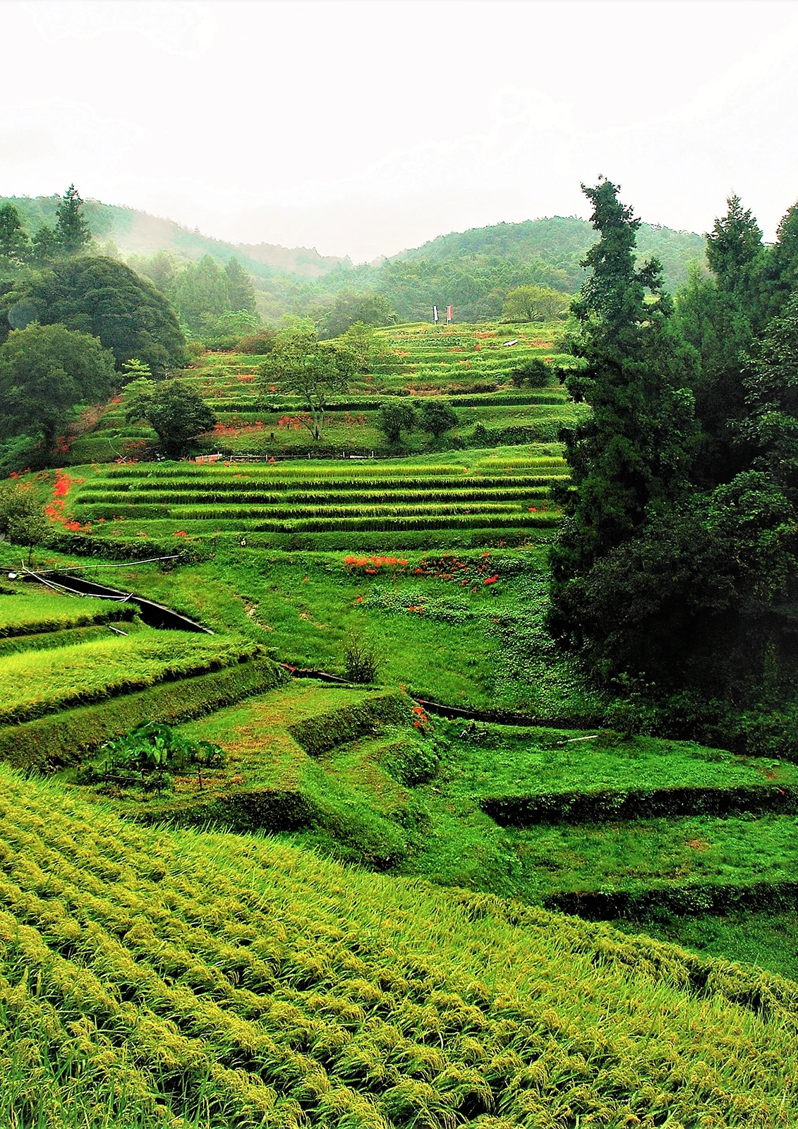 写真プリント部門賞『秋雨の久留女木棚田』