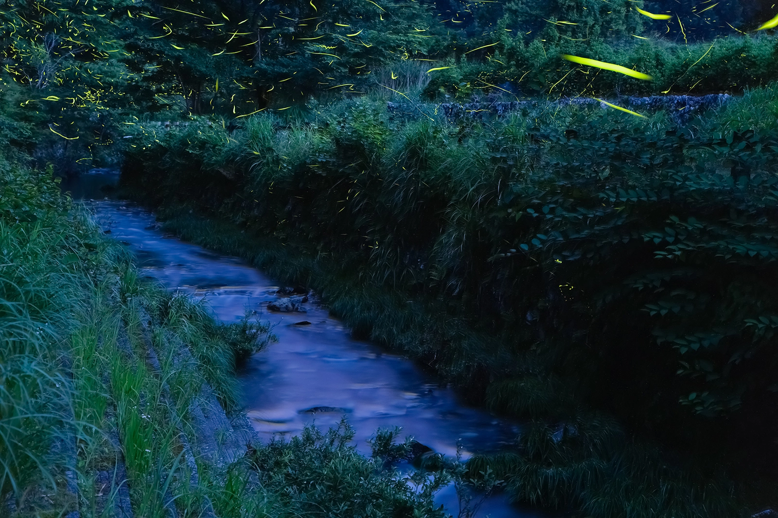 旧天竜市賞『源氏舞う くんまの夜』