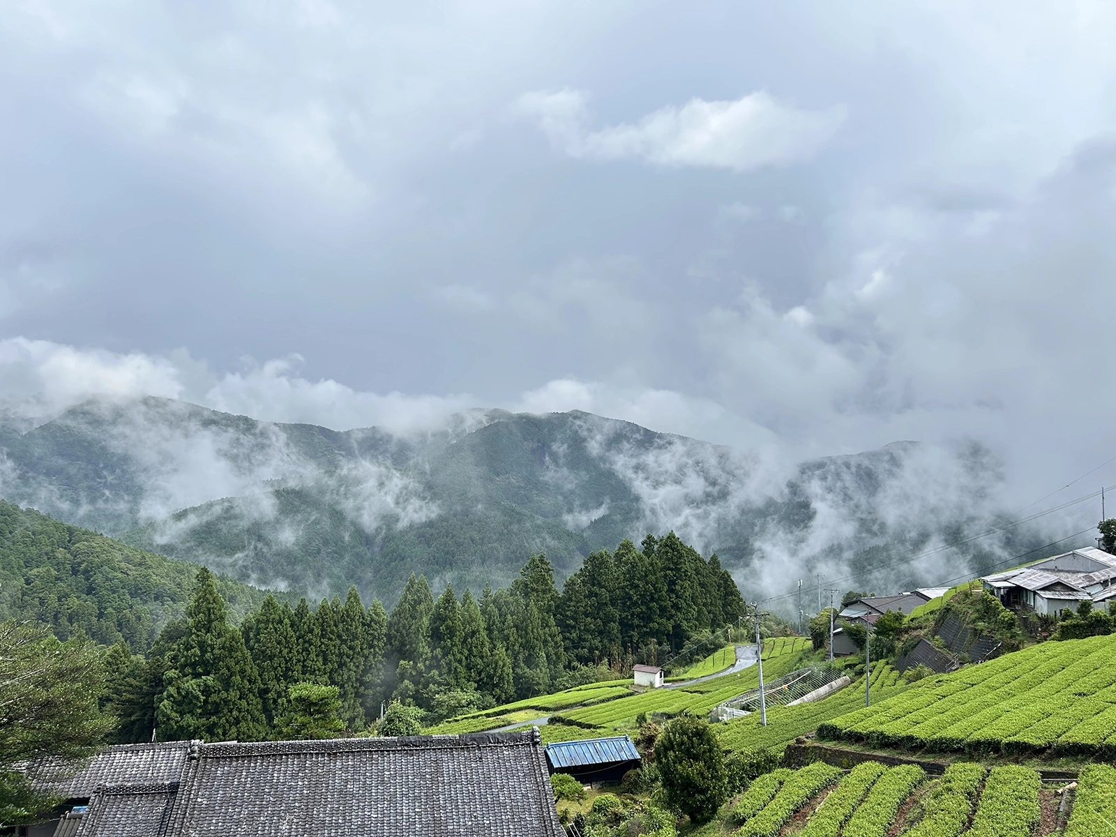 旧春野町賞『雨にけぶる春野の山々と茶畑』