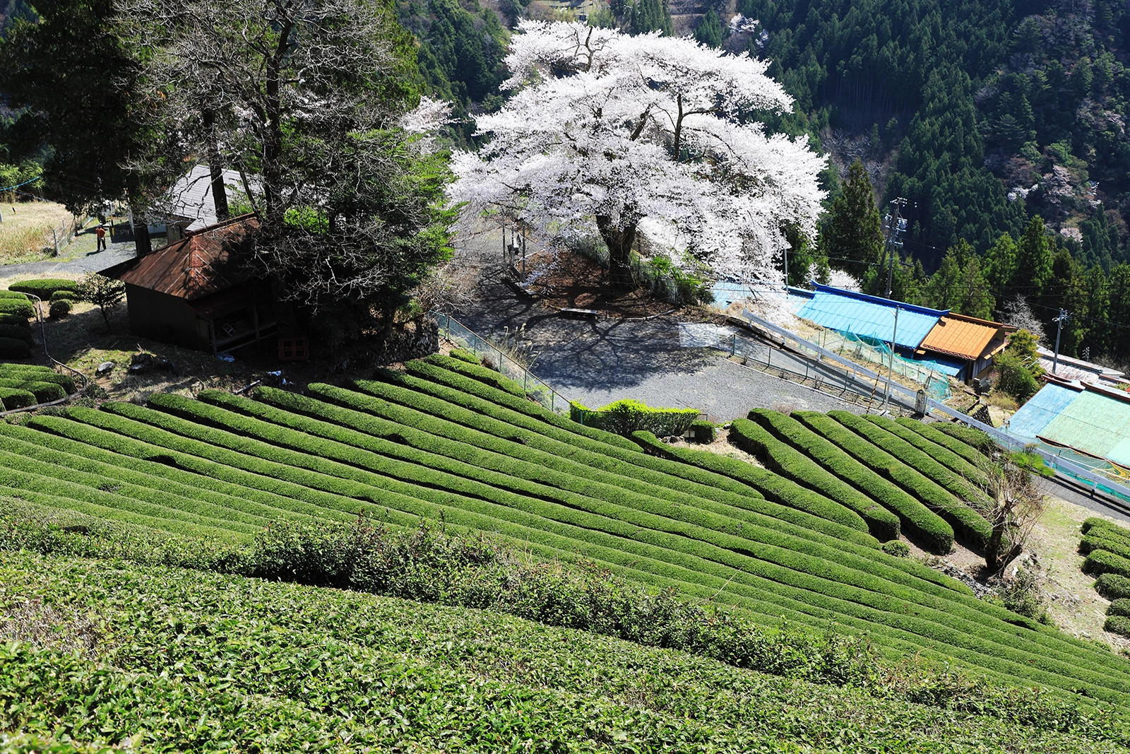 旧水窪町賞『大野一本桜』